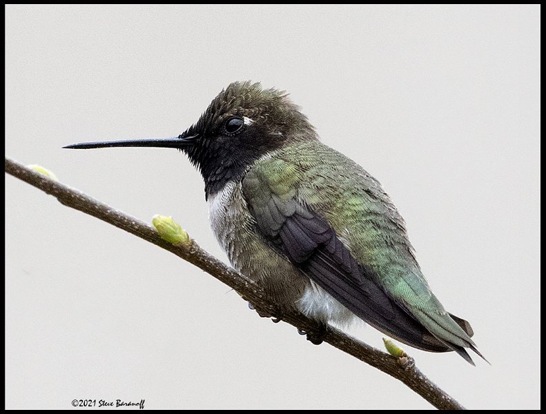 _B213934 black-chinned hummingbird.jpg